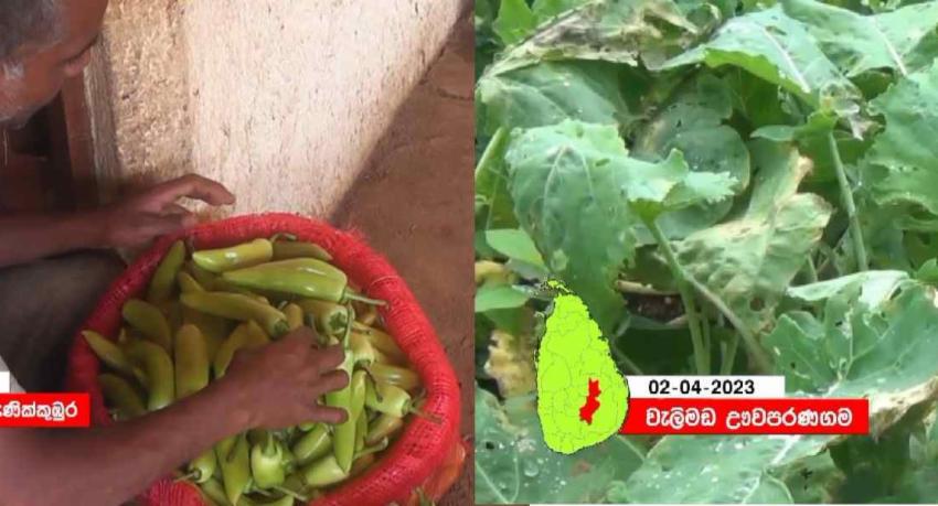 එළවළු මිල පහළ ගියේ ඇයි?